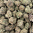 Rainbow Gas bulk THCA flower — Plain Jane 1 lb