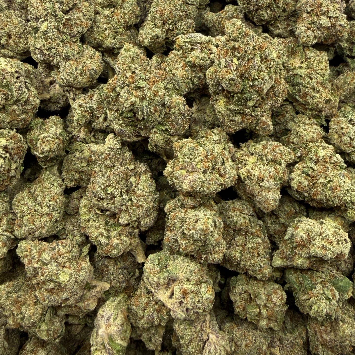 Rainbow Inferno bulk THCA flower — Plain Jane 1 lb