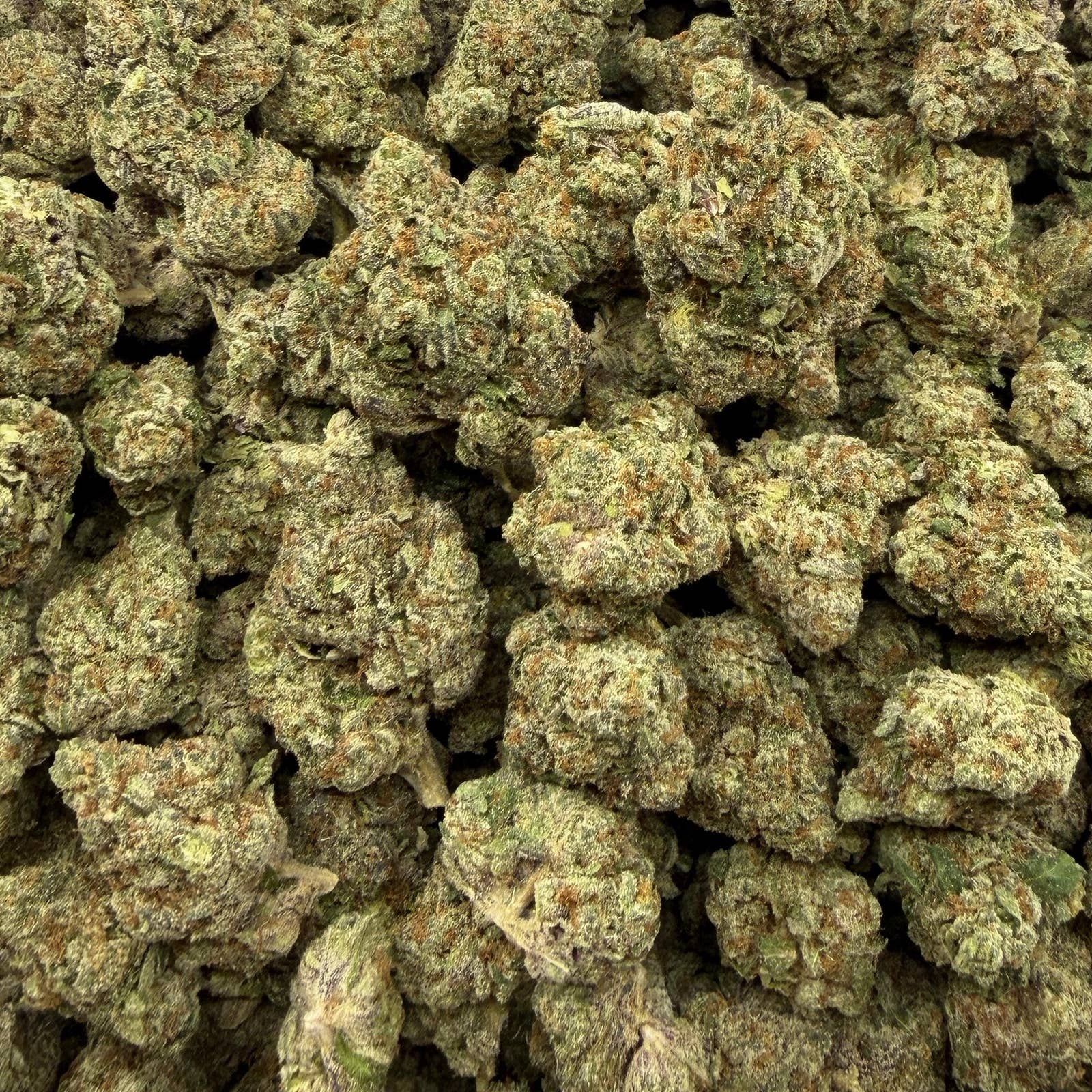 Rainbow Inferno bulk THCA flower — Plain Jane 1 lb