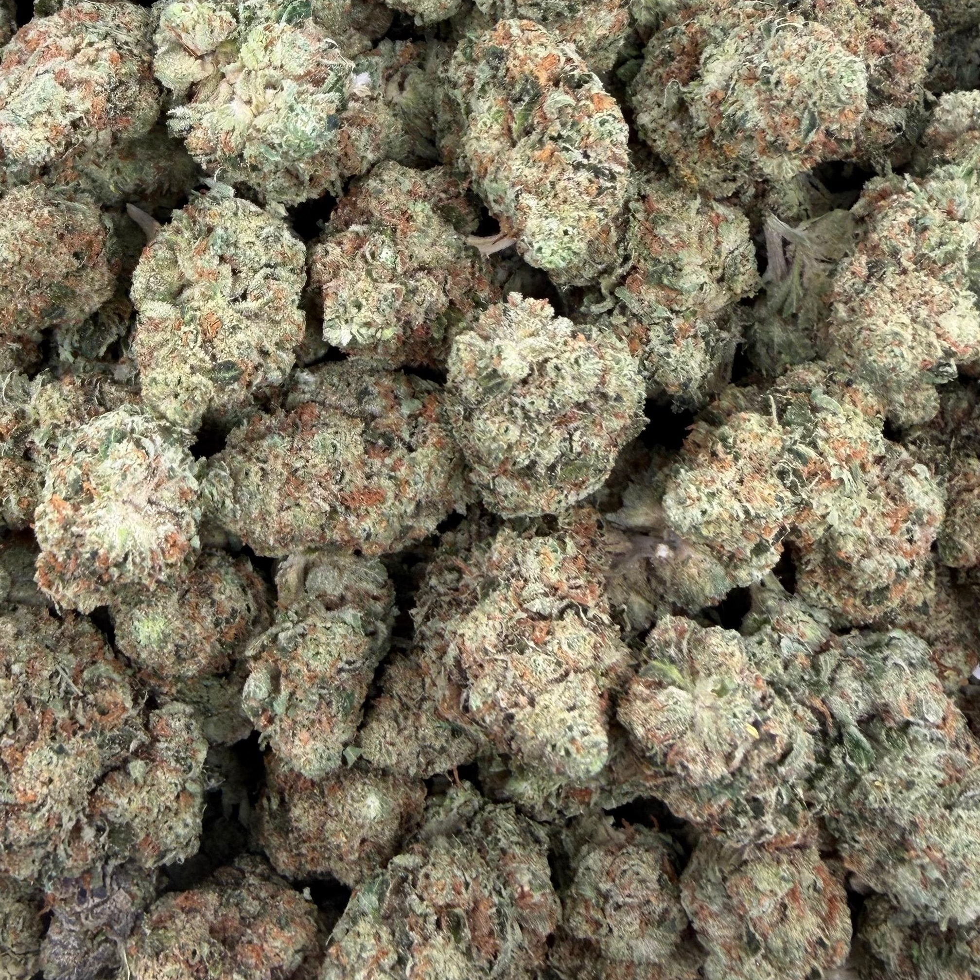 Raskal OG bulk THCA flower — Plain Jane 1 lb