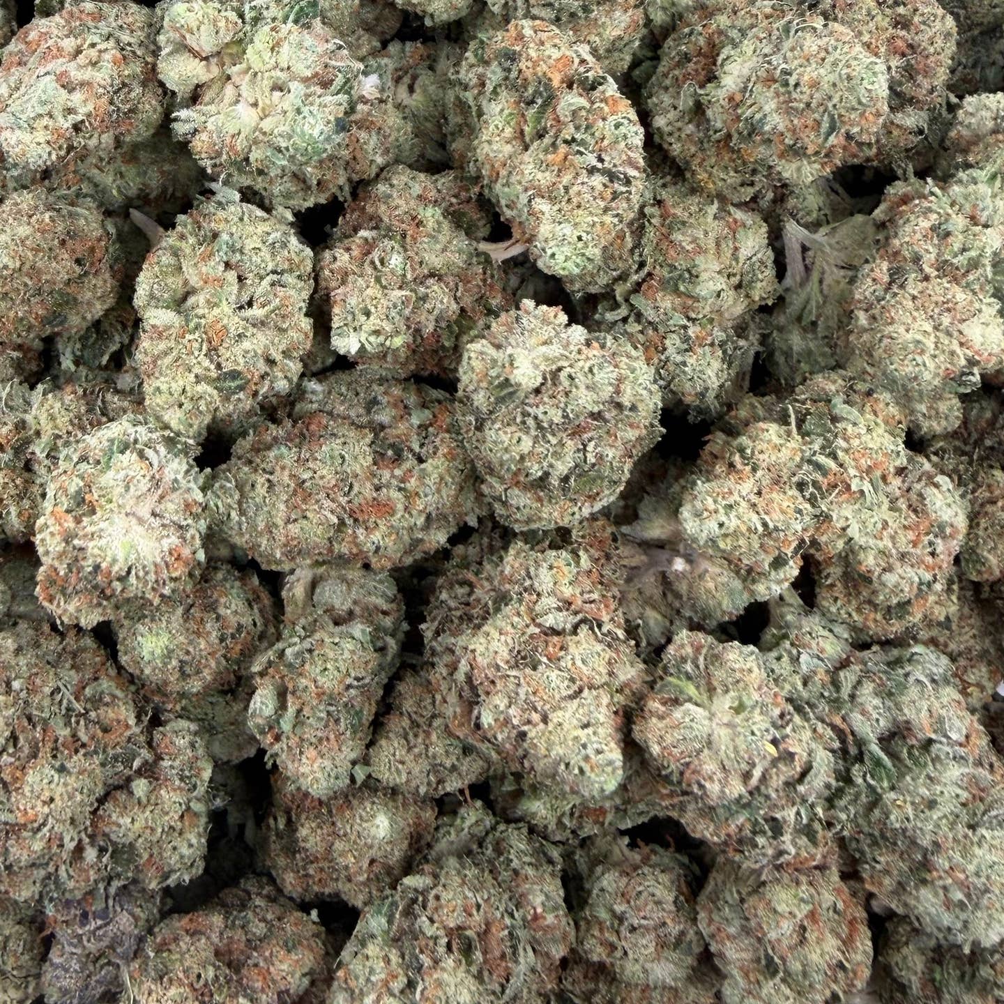 Raskal OG bulk THCA flower — Plain Jane 1 lb