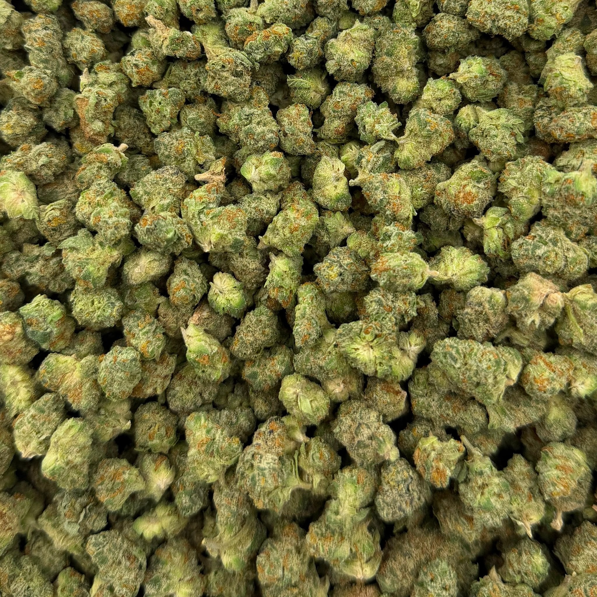Raskal OG bulk THCA flower — Plain Jane 1 lb