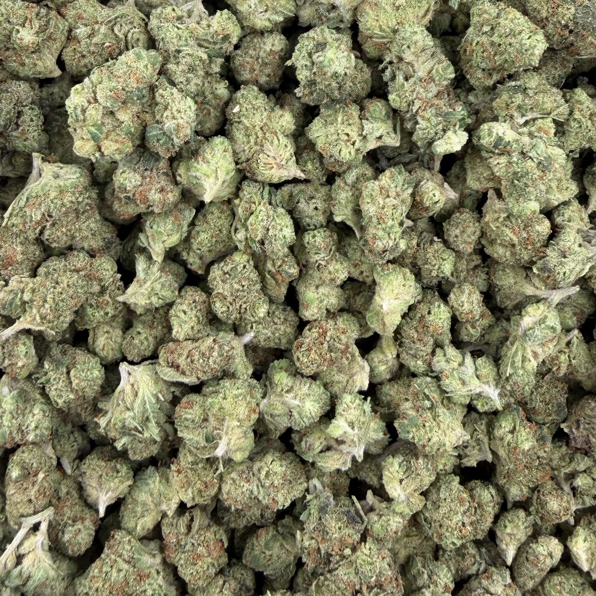 Raskal OG bulk THCA flower — Plain Jane 1 lb