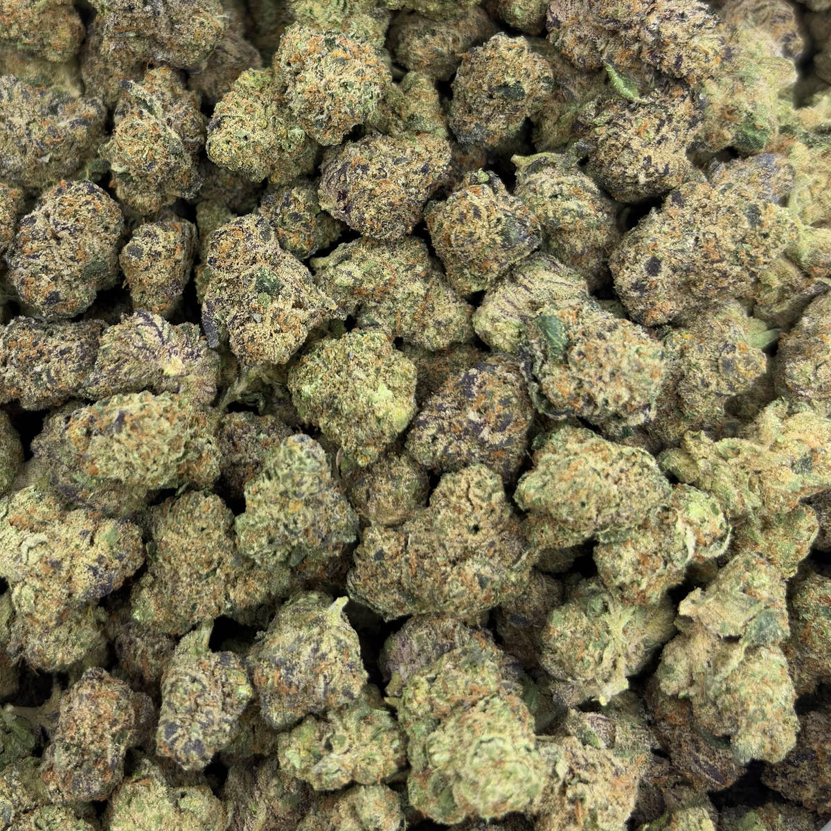 Razzleberry bulk THCA flower — Plain Jane 1 lb