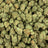 Red Velvet bulk THCA flower — Plain Jane 1 lb