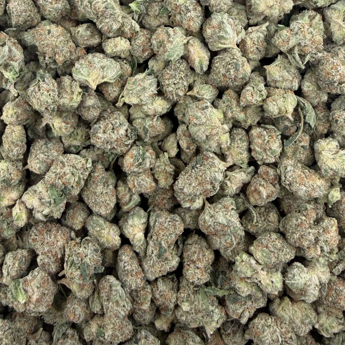 Royal Gas bulk THCA flower — Plain Jane 1 lb