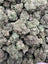 Runtz full-size buds — second supplied product photograph