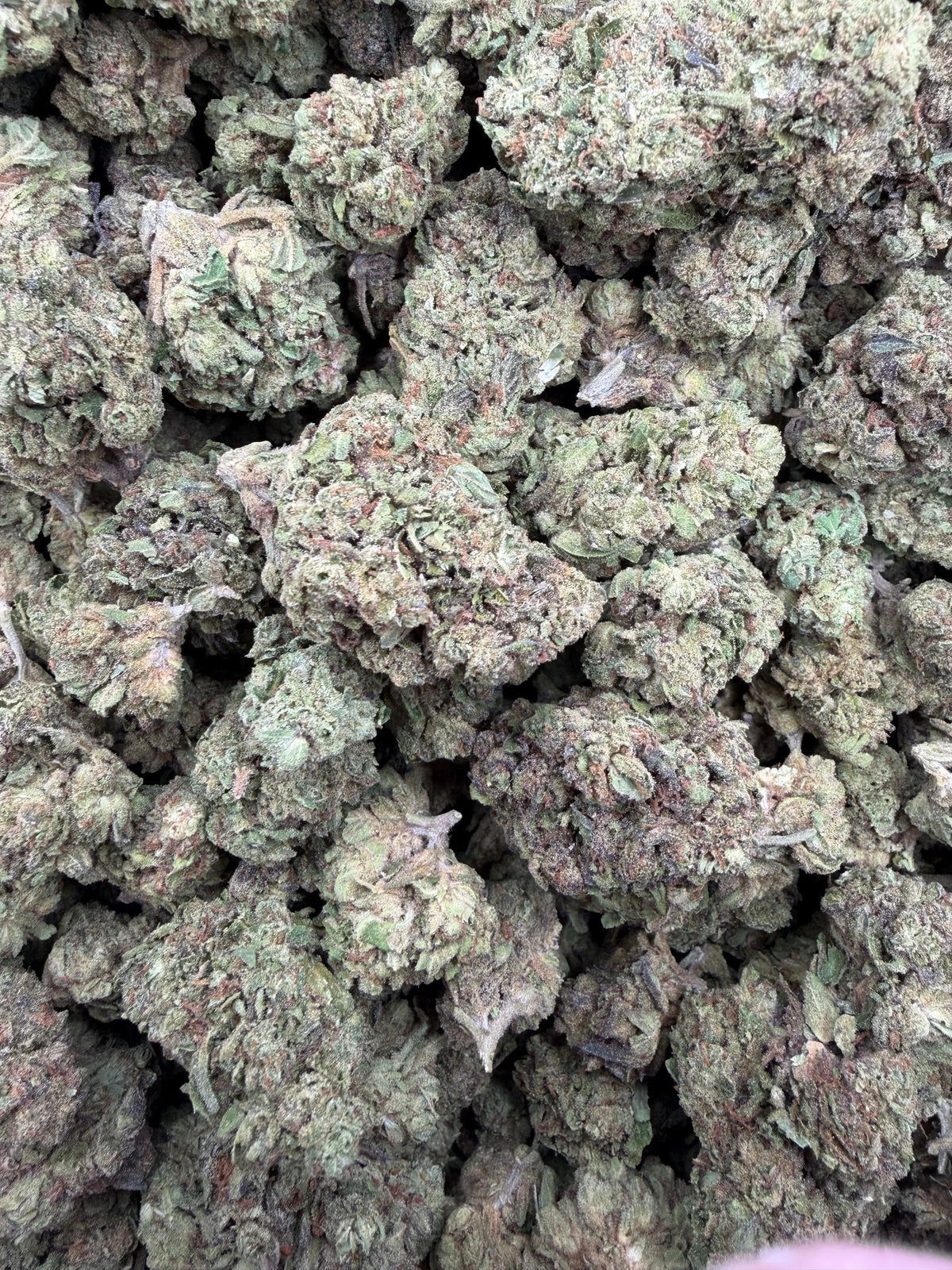 Runtz full-size THCA flower — current batch close-up