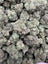 Runtz full-size THCA flower — current batch close-up
