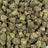 Satsuma Sherb bulk THCA flower — Plain Jane 1 lb