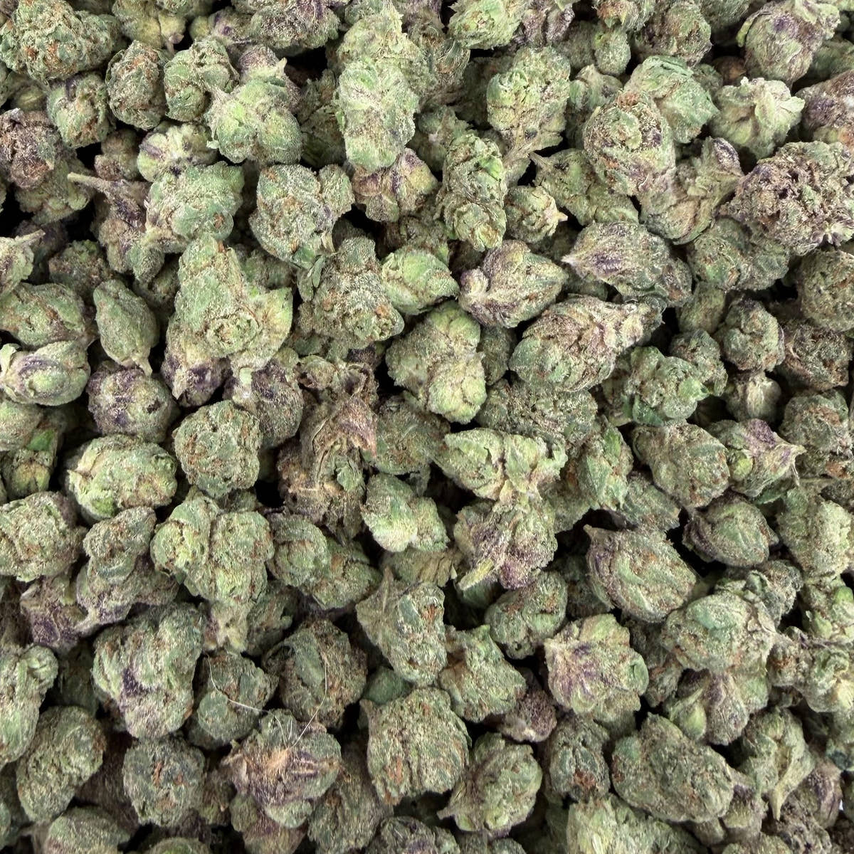 Satsuma Sherb bulk THCA flower — Plain Jane 1 lb
