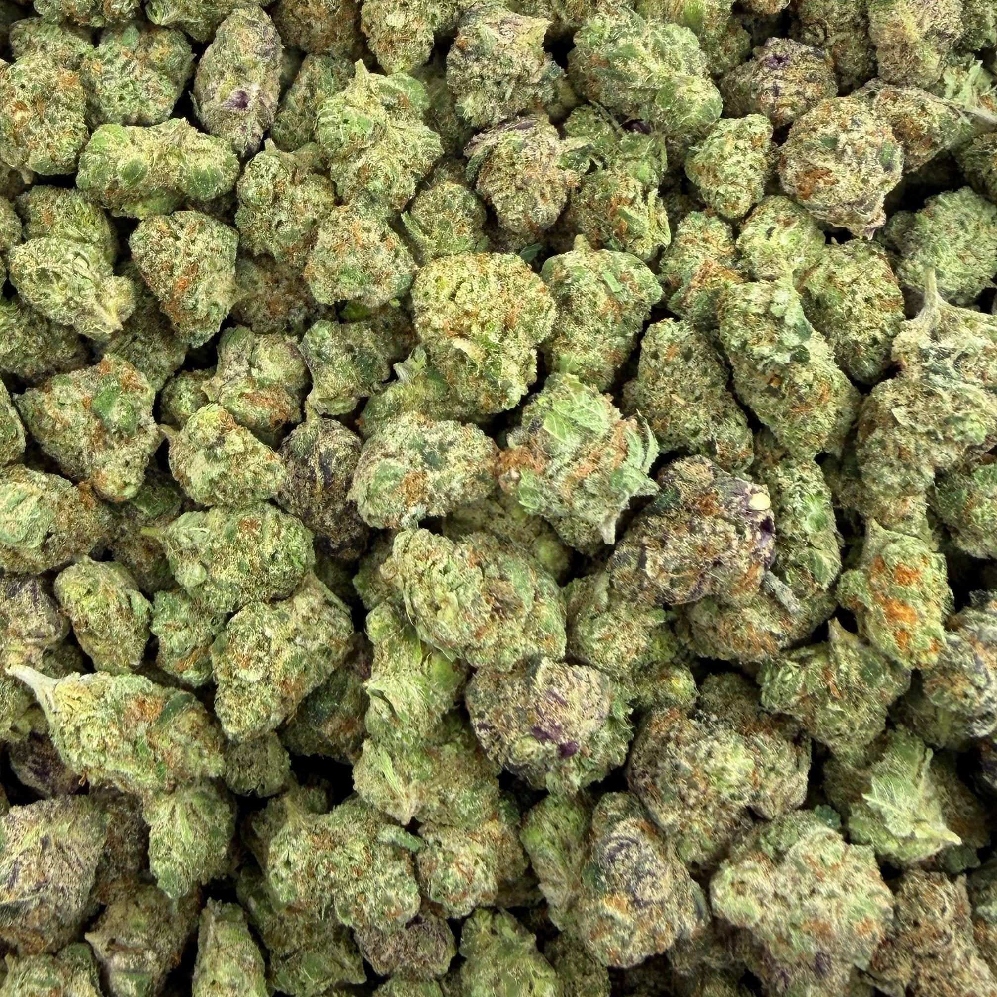 Scissor Queen bulk THCA flower — Plain Jane 1 lb