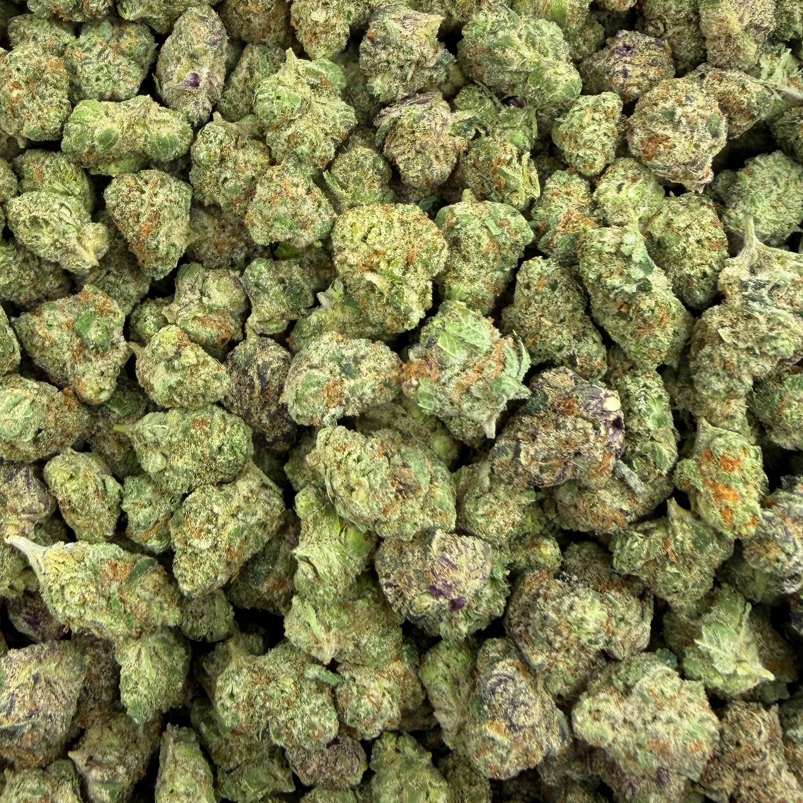 Scissor Queen bulk THCA flower — Plain Jane 1 lb