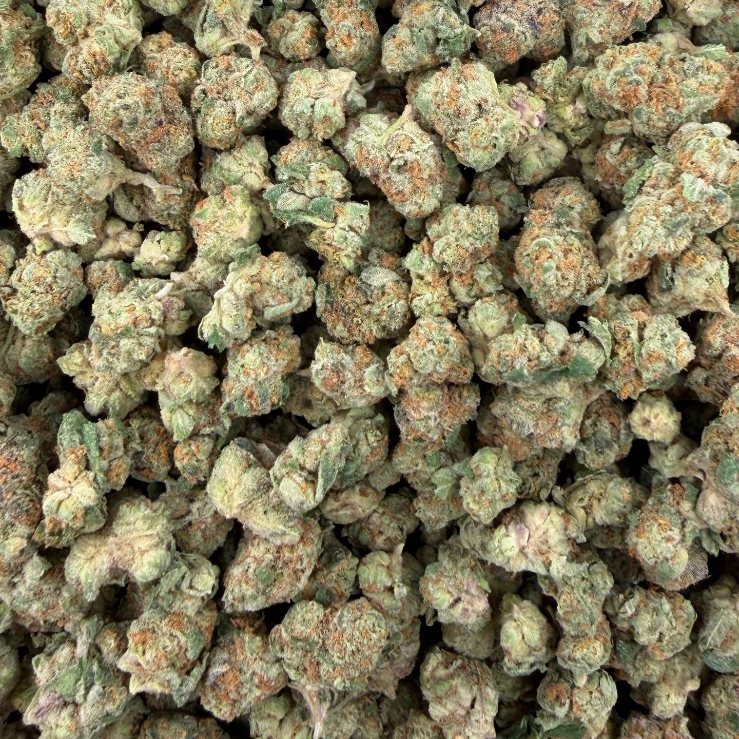 Scotch & Soda bulk THCA flower — Plain Jane 1 lb