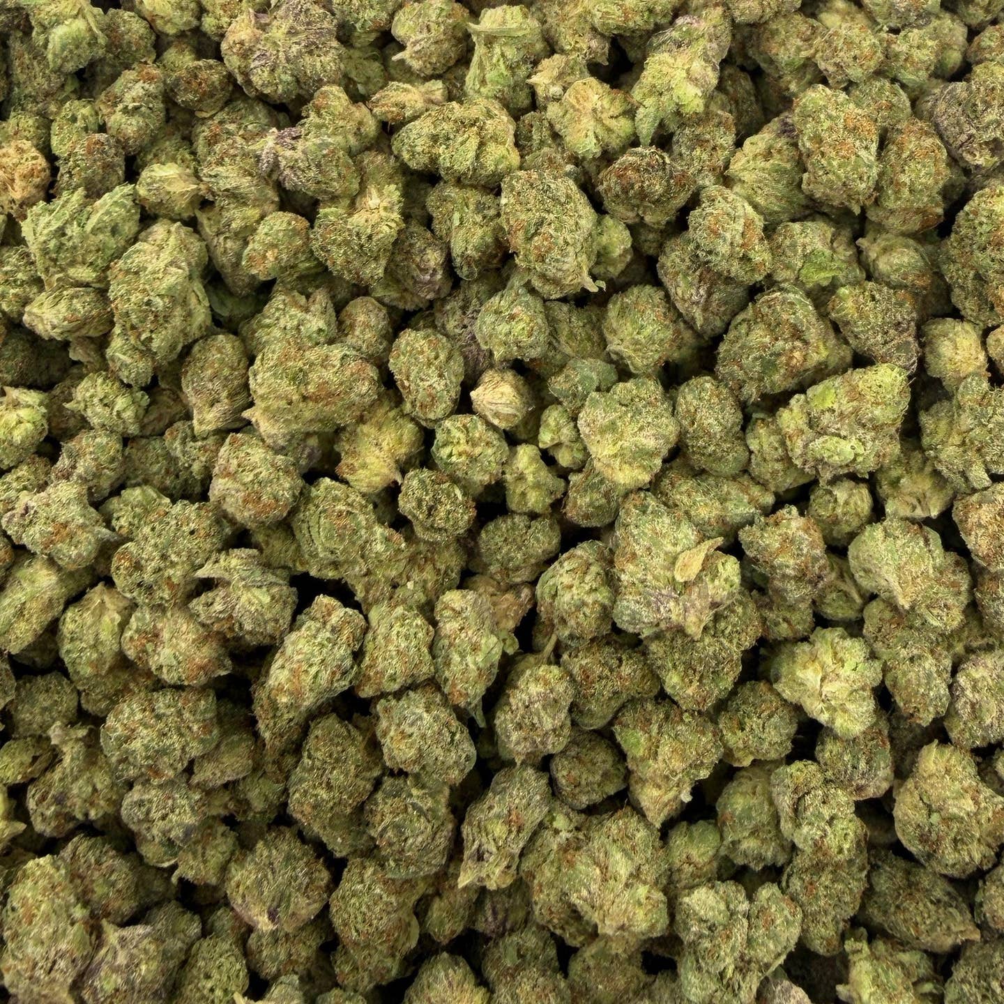 Sherbaccio bulk THCA flower — Plain Jane 1 lb