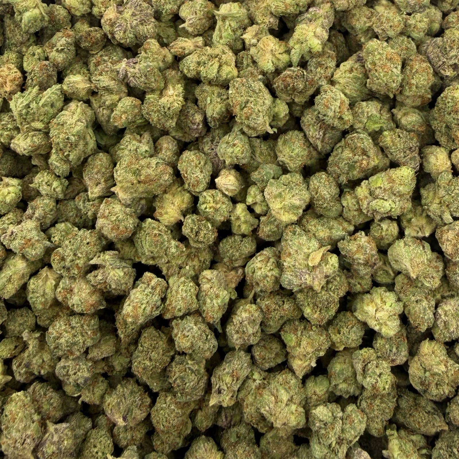 Sherbaccio bulk THCA flower — Plain Jane 1 lb