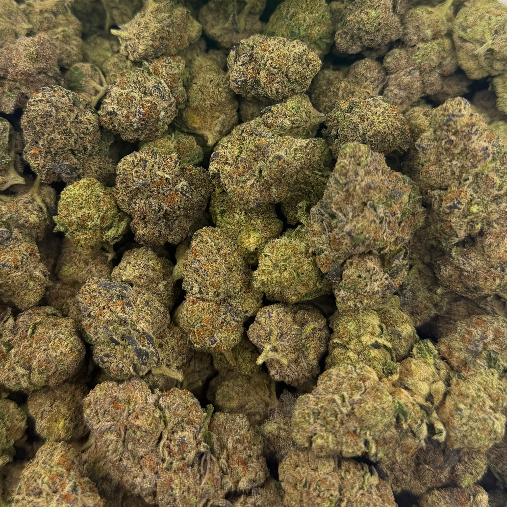Sherbtang bulk THCA flower — Plain Jane 1 lb