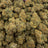 Sherbtang bulk THCA flower — Plain Jane 1 lb