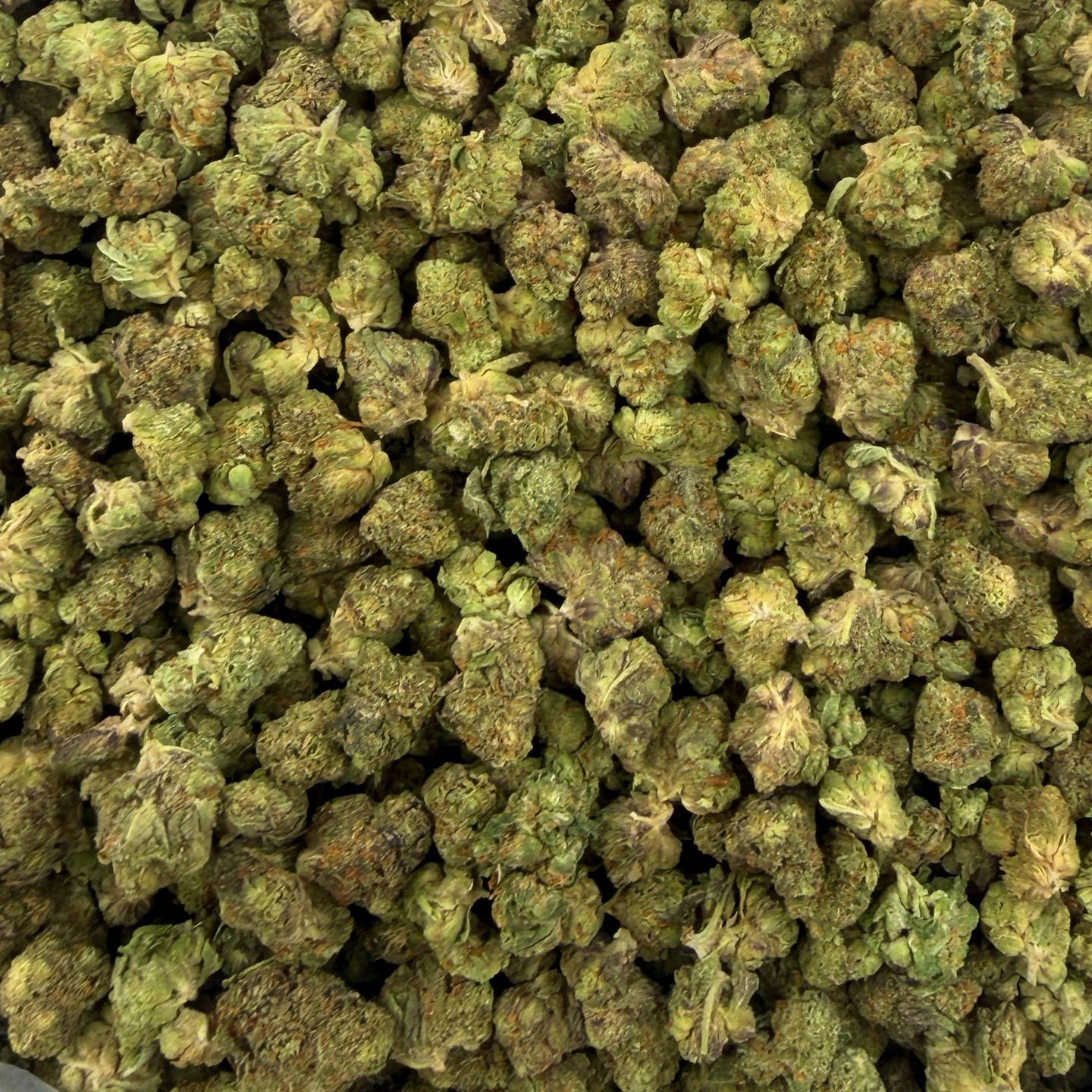 Silent Hit bulk THCA flower — Plain Jane 1 lb