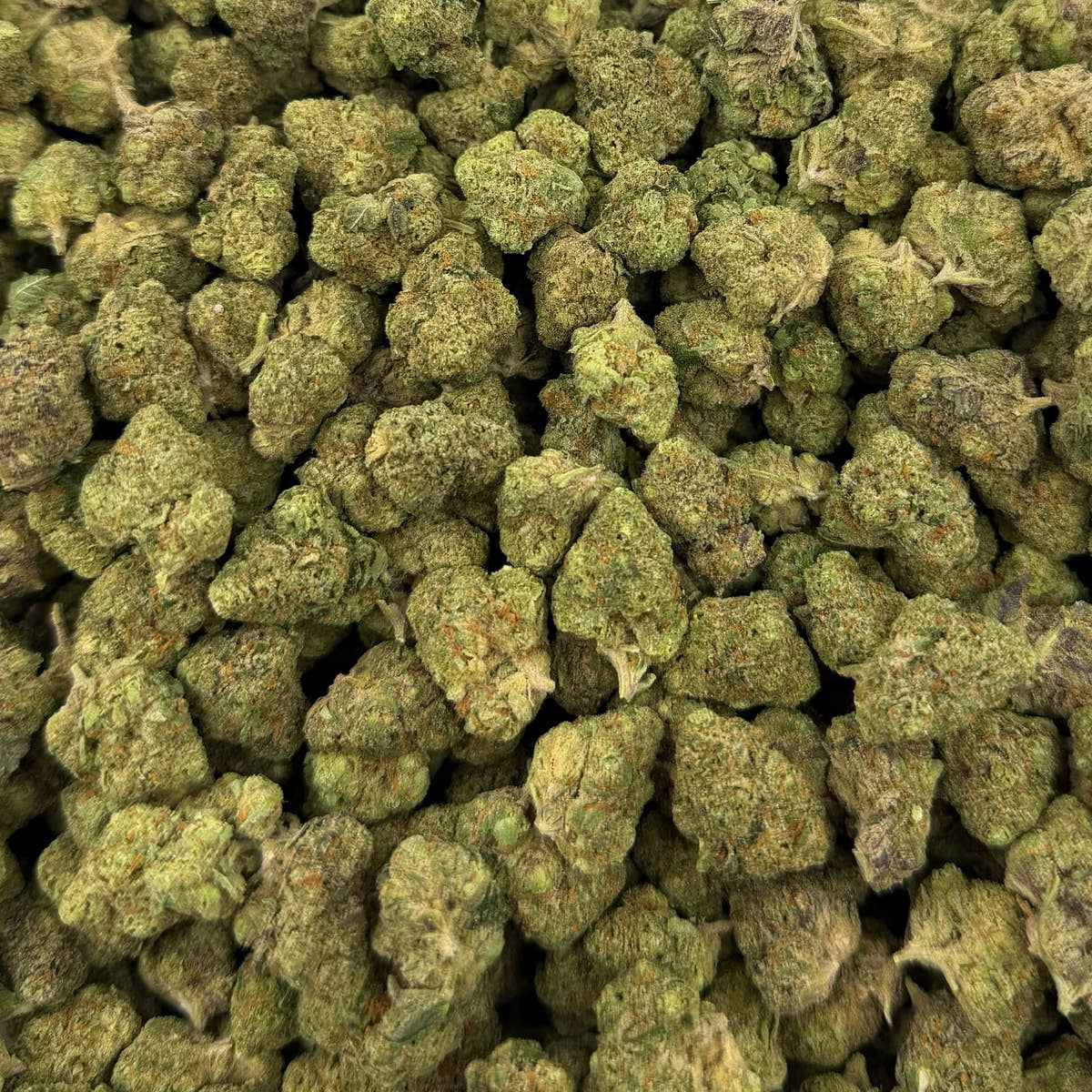Skittz Burn bulk THCA flower — Plain Jane 1 lb