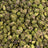 Slapz bulk THCA flower — Plain Jane 1 lb