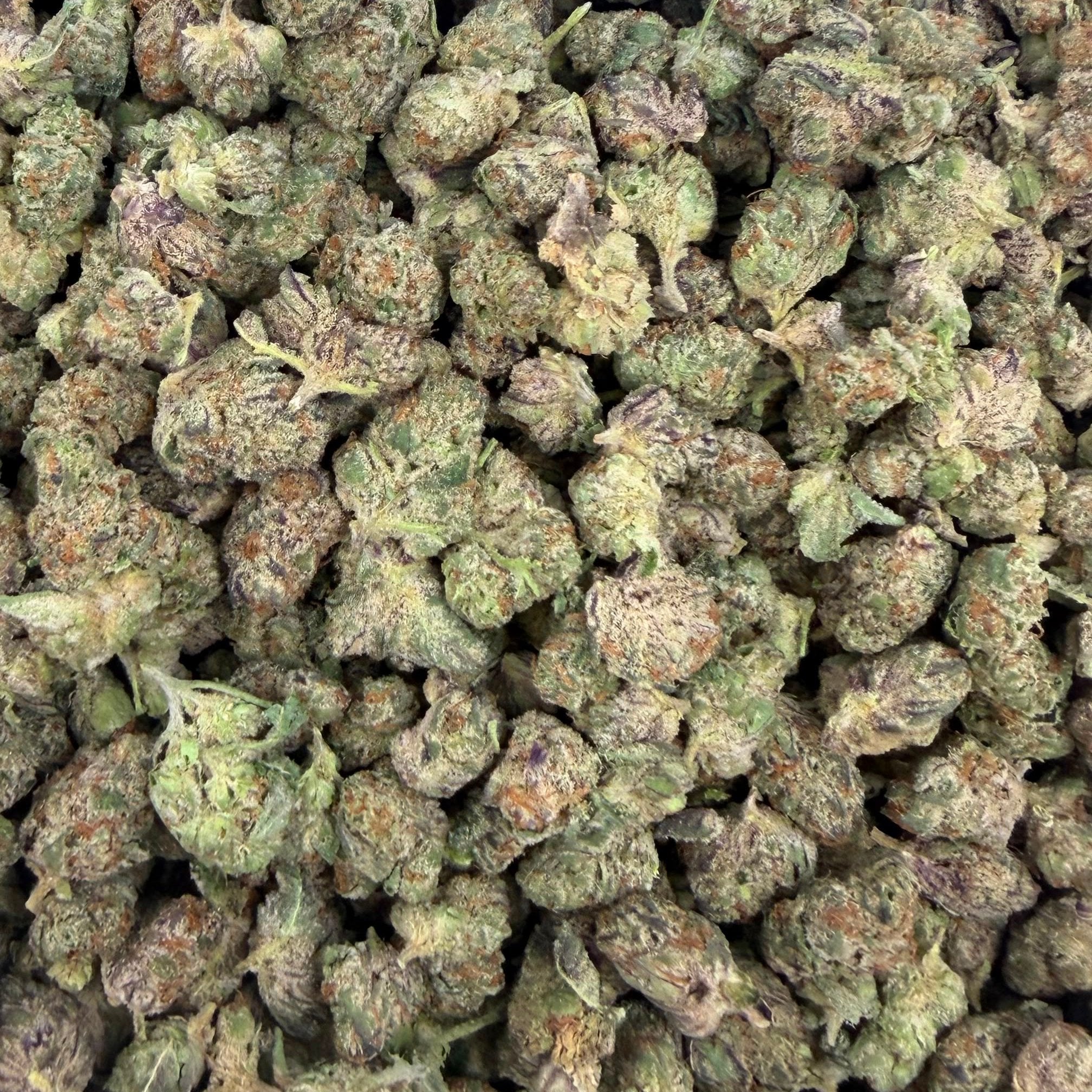 Snow Purple Punch bulk THCA flower — Plain Jane 1 lb