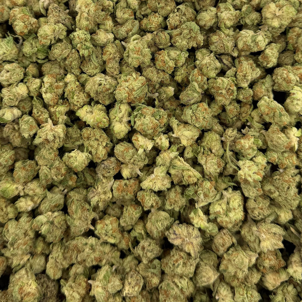Snow Purple Punch bulk THCA flower — Plain Jane 1 lb