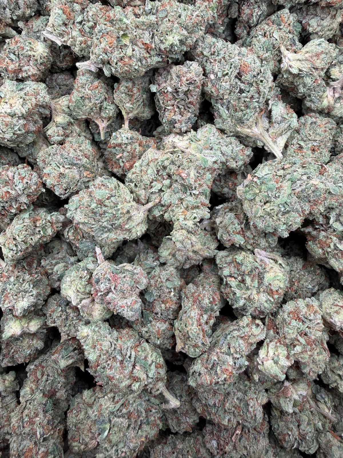 Son of Mac full-size buds — authentic batch photograph