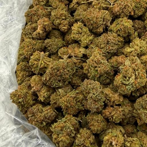 Sour Banana Sherbert bulk THCA flower — Plain Jane 1 lb