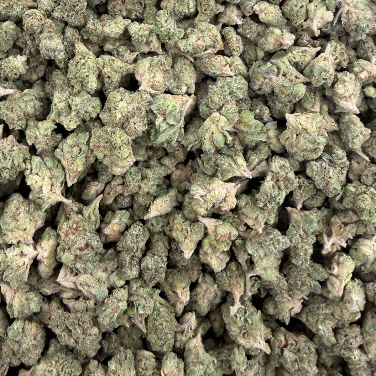 Sour Breath bulk THCA flower — Plain Jane 1 lb