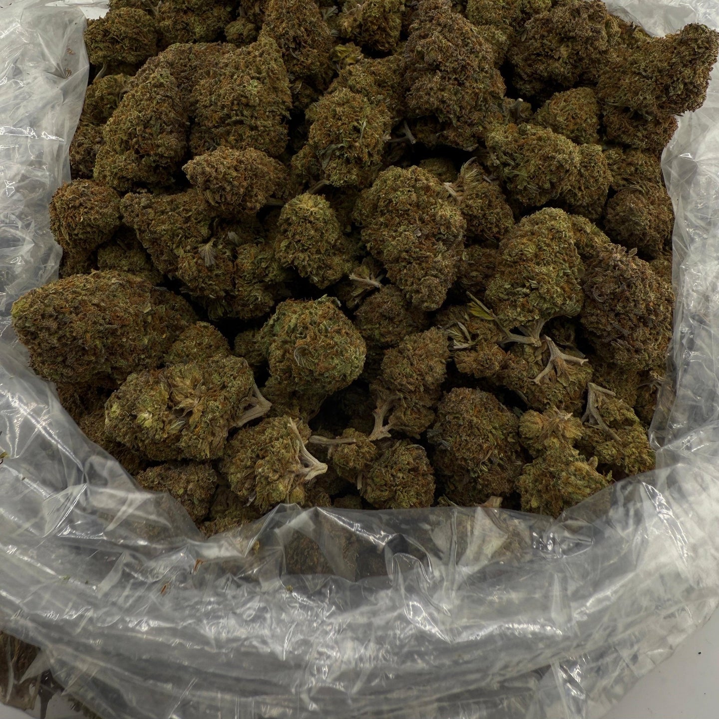 Sour Cheese bulk THCA flower — Plain Jane 1 lb
