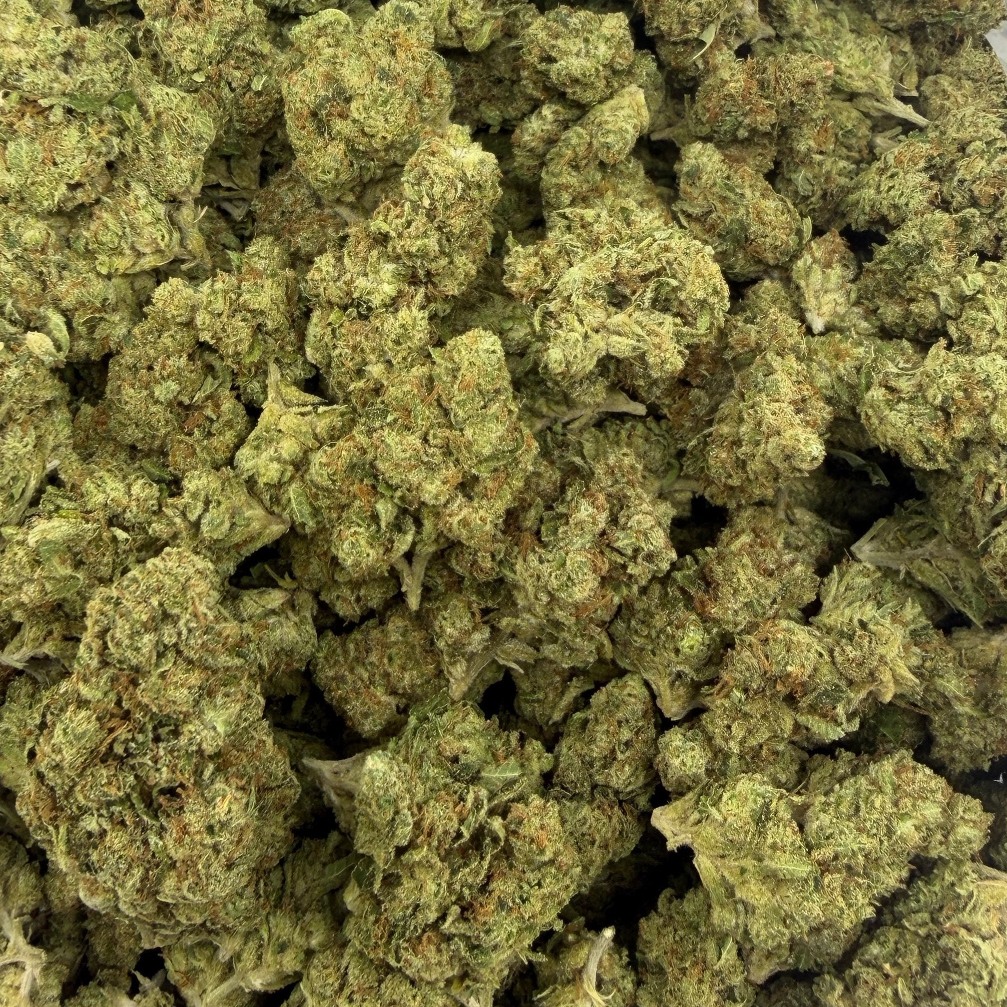 Sour Cheese bulk THCA flower — Plain Jane 1 lb