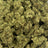 Sour Cheese bulk THCA flower — Plain Jane 1 lb