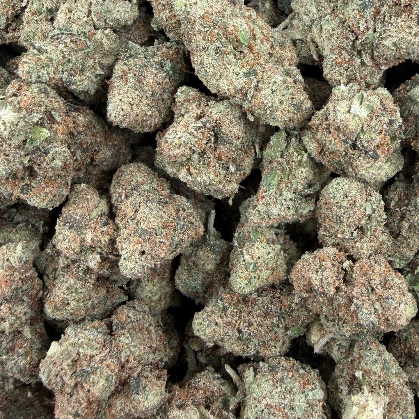 Sour Cherry Sherb bulk THCA flower — Plain Jane 1 lb