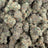 Sour Cherry Sherbert bulk THCA flower — Plain Jane 1 lb