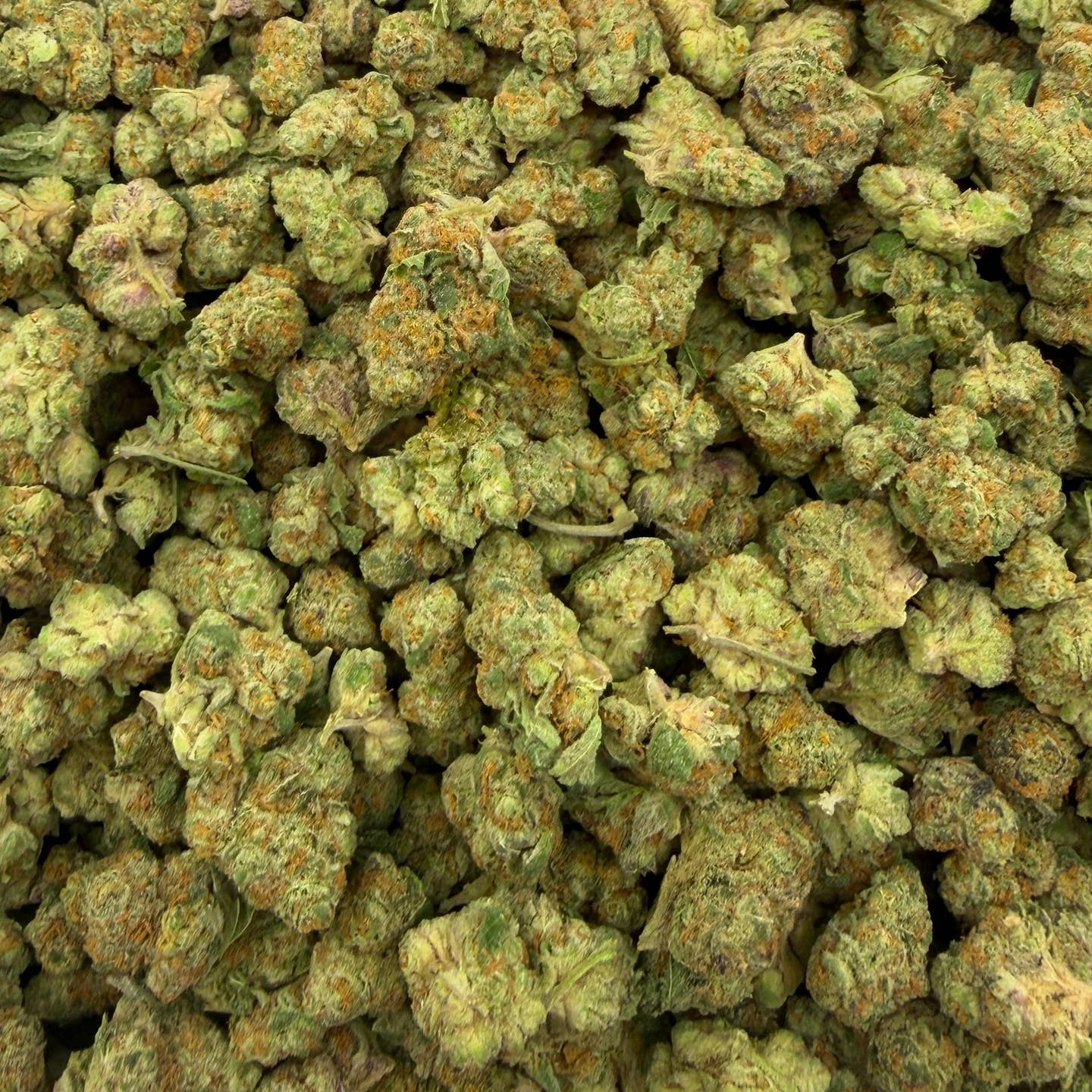 Sour Chiesel bulk THCA flower — Plain Jane 1 lb