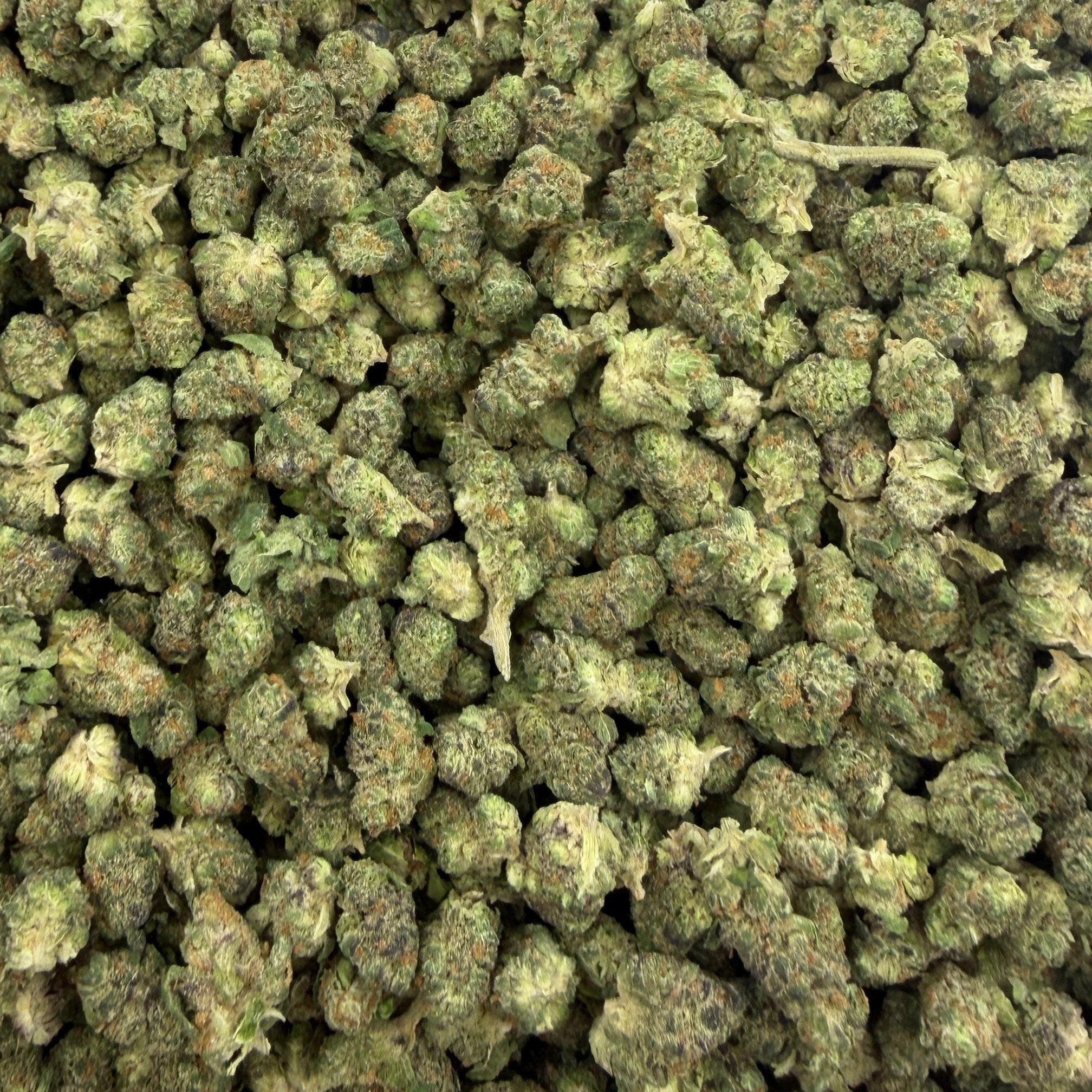 Sour Tangie bulk THCA flower — Plain Jane 1 lb
