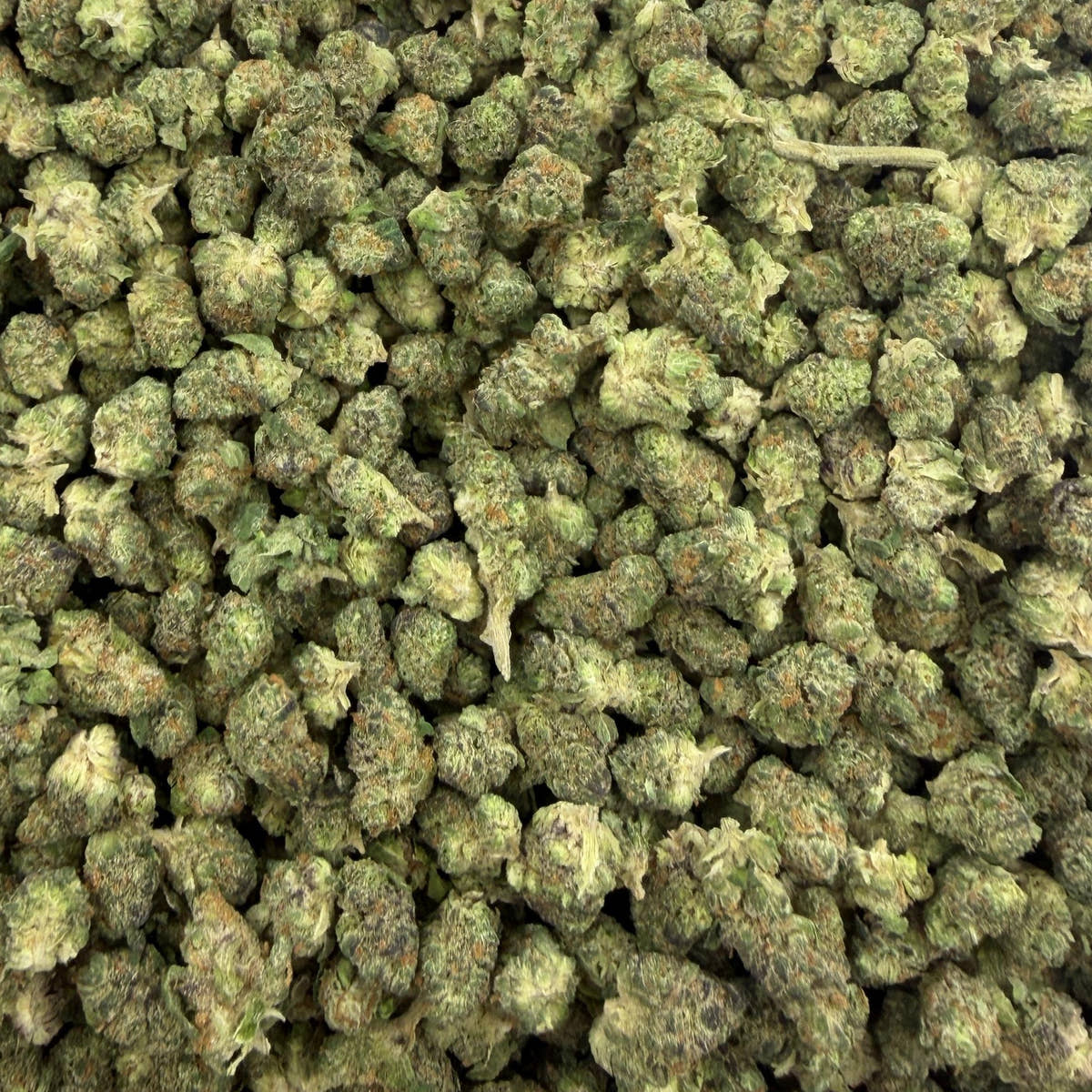 Sour Tangie bulk THCA flower — Plain Jane 1 lb