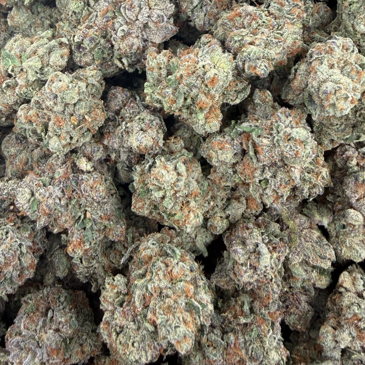 Sour Tangie bulk THCA flower — Plain Jane 1 lb