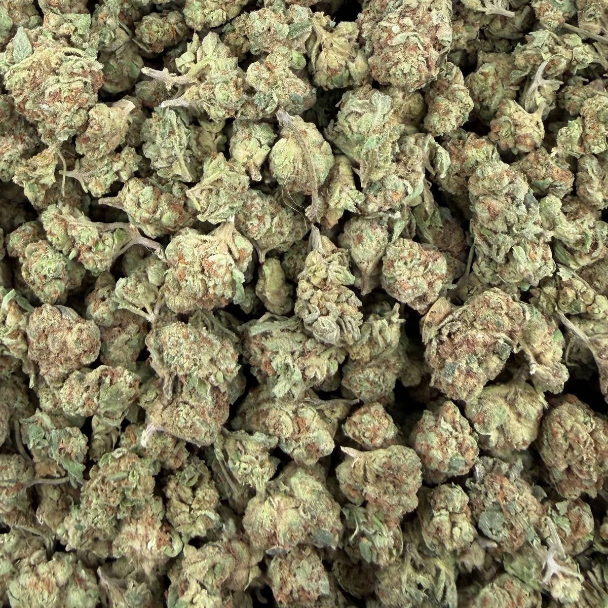Sour Warheads bulk THCA flower — Plain Jane 1 lb