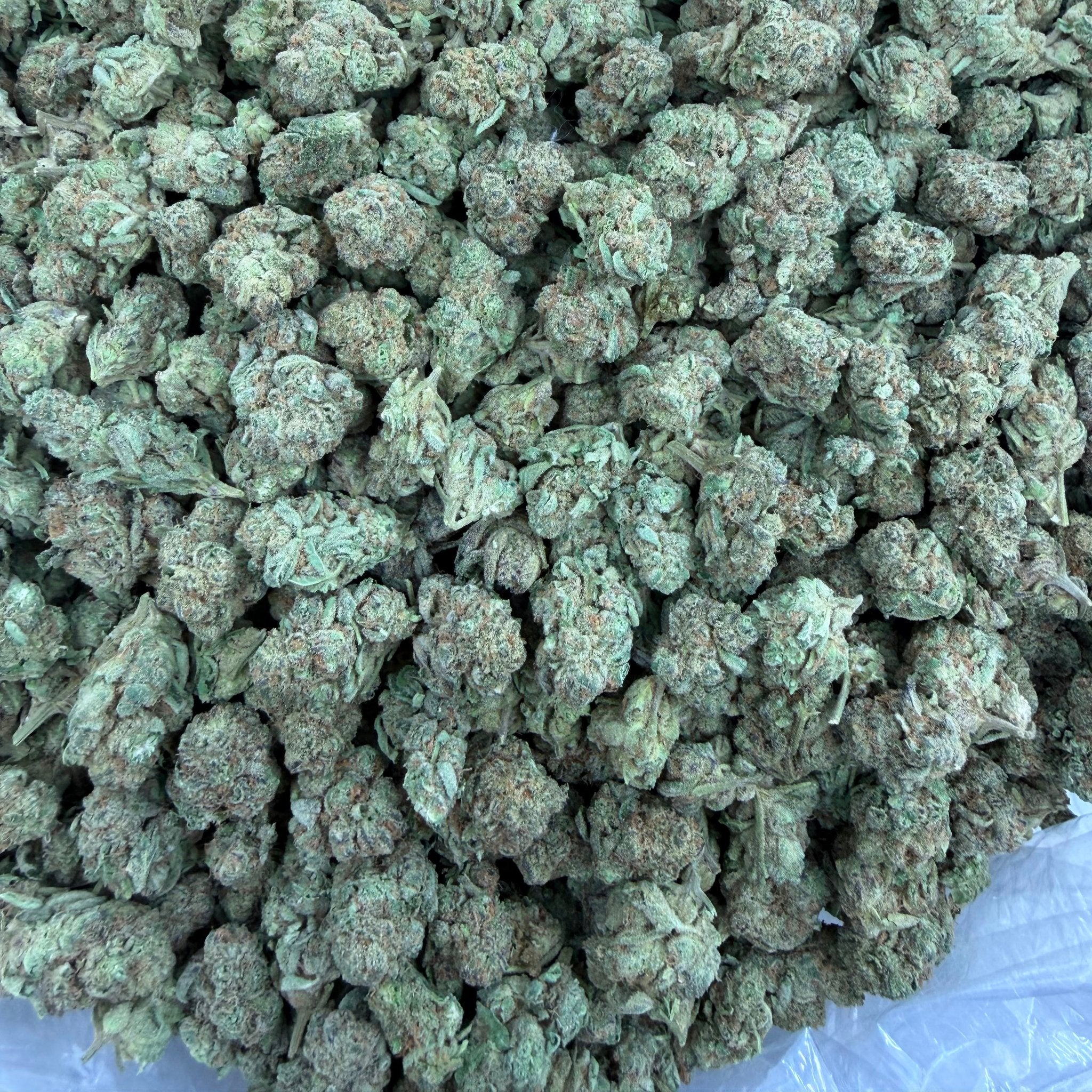 Space Cake bulk THCA flower — Plain Jane 1 lb