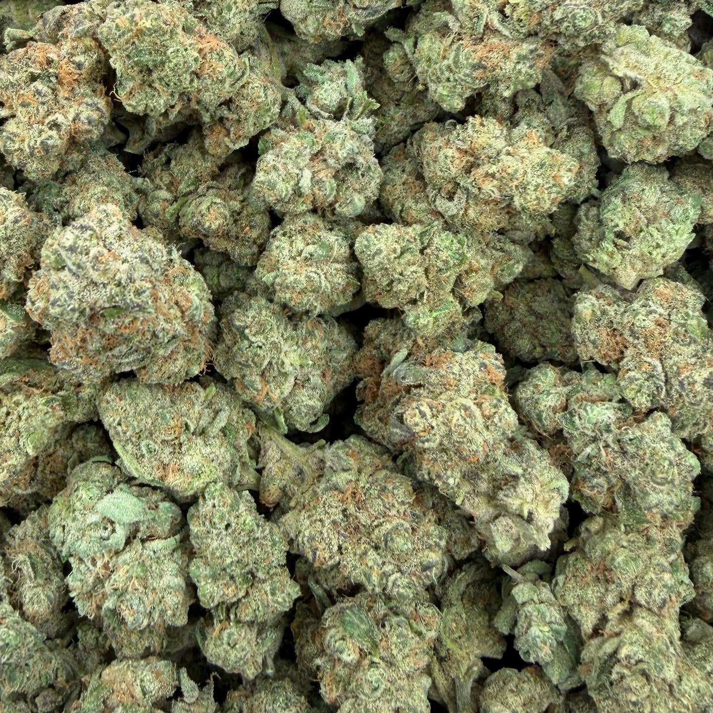 Space Cake bulk THCA flower — Plain Jane 1 lb