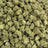 Splash bulk THCA flower — Plain Jane 1 lb