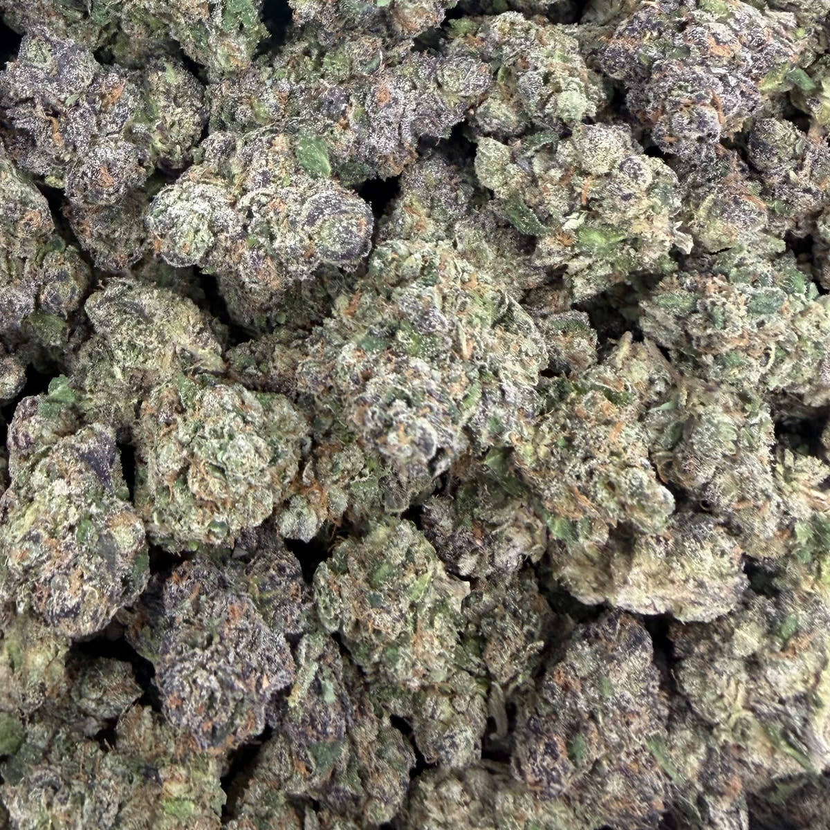 Splash bulk THCA flower — Plain Jane 1 lb