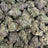 Splash bulk THCA flower — Plain Jane 1 lb