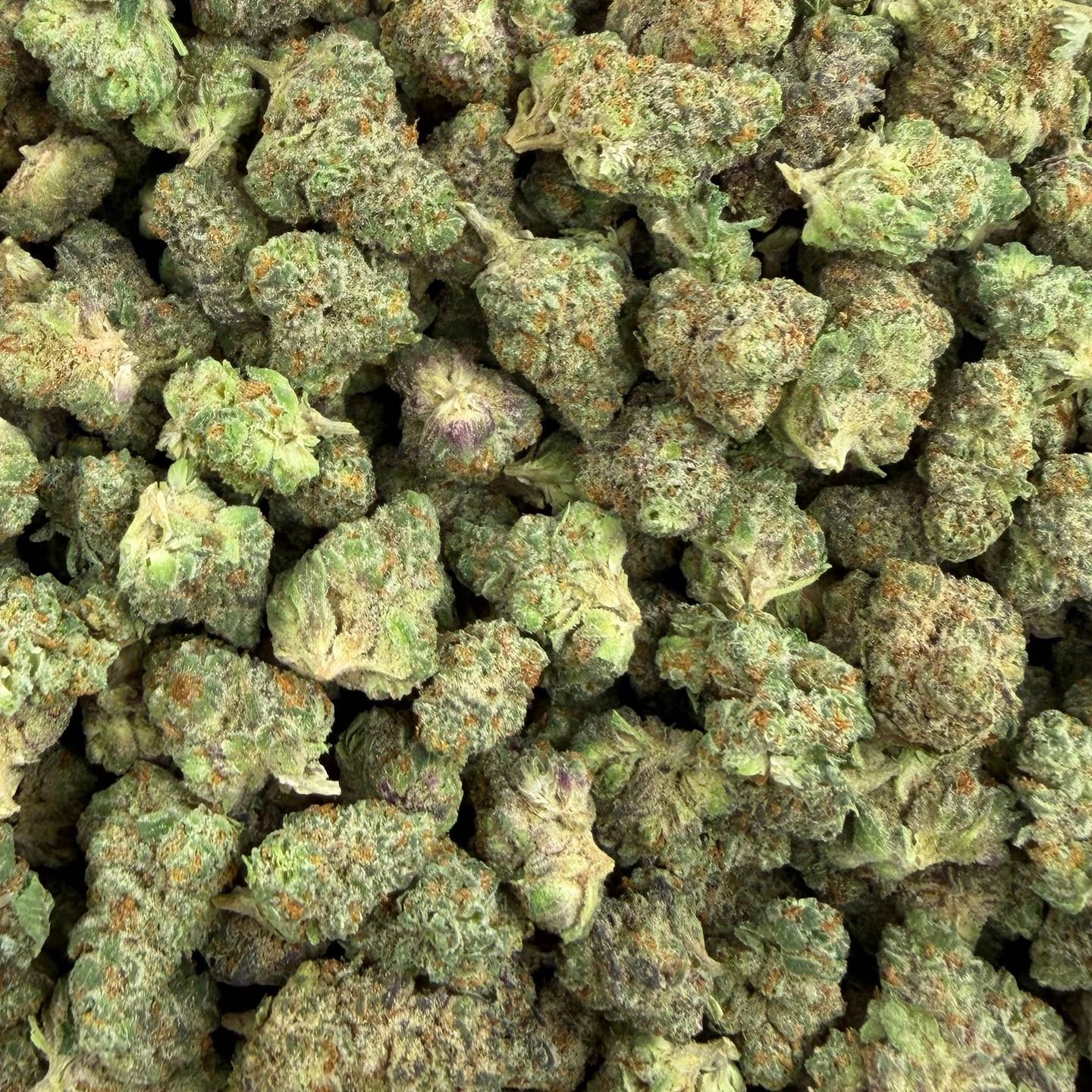 Street Guru bulk THCA flower — Plain Jane 1 lb