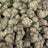 Sugar Breath bulk THCA flower — Plain Jane 1 lb