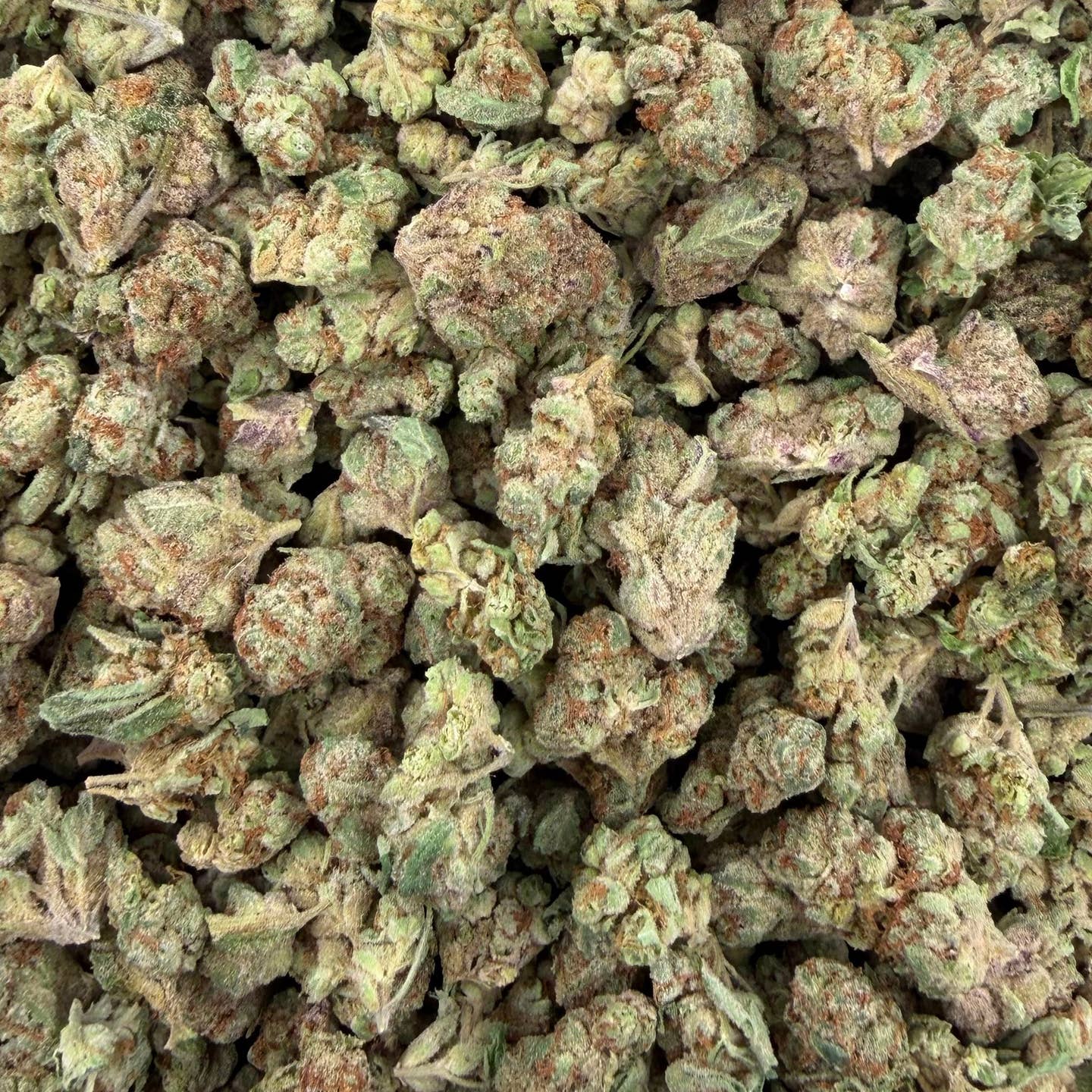 Sugar Cookies bulk THCA flower — Plain Jane 1 lb