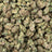 Sugar Cookies bulk THCA flower — Plain Jane 1 lb