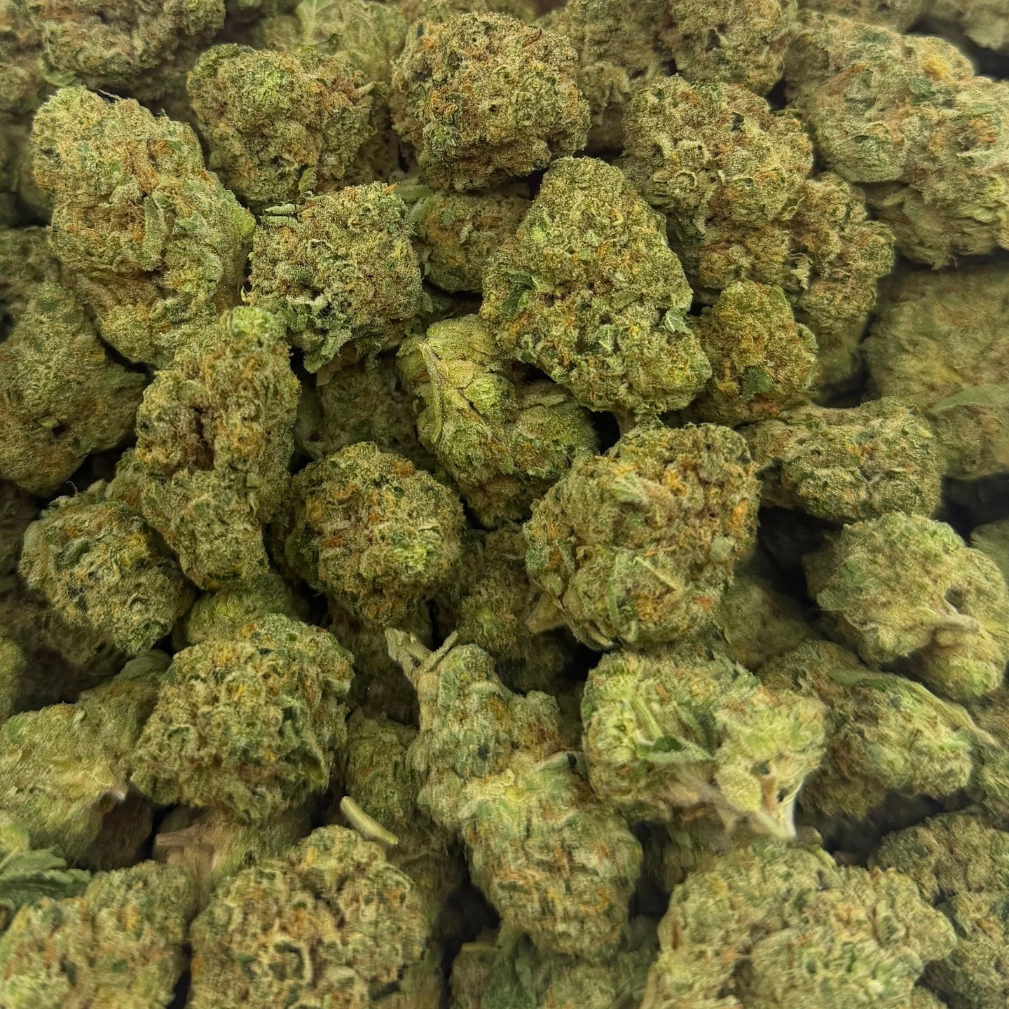Sugar Cookies bulk THCA flower — Plain Jane 1 lb